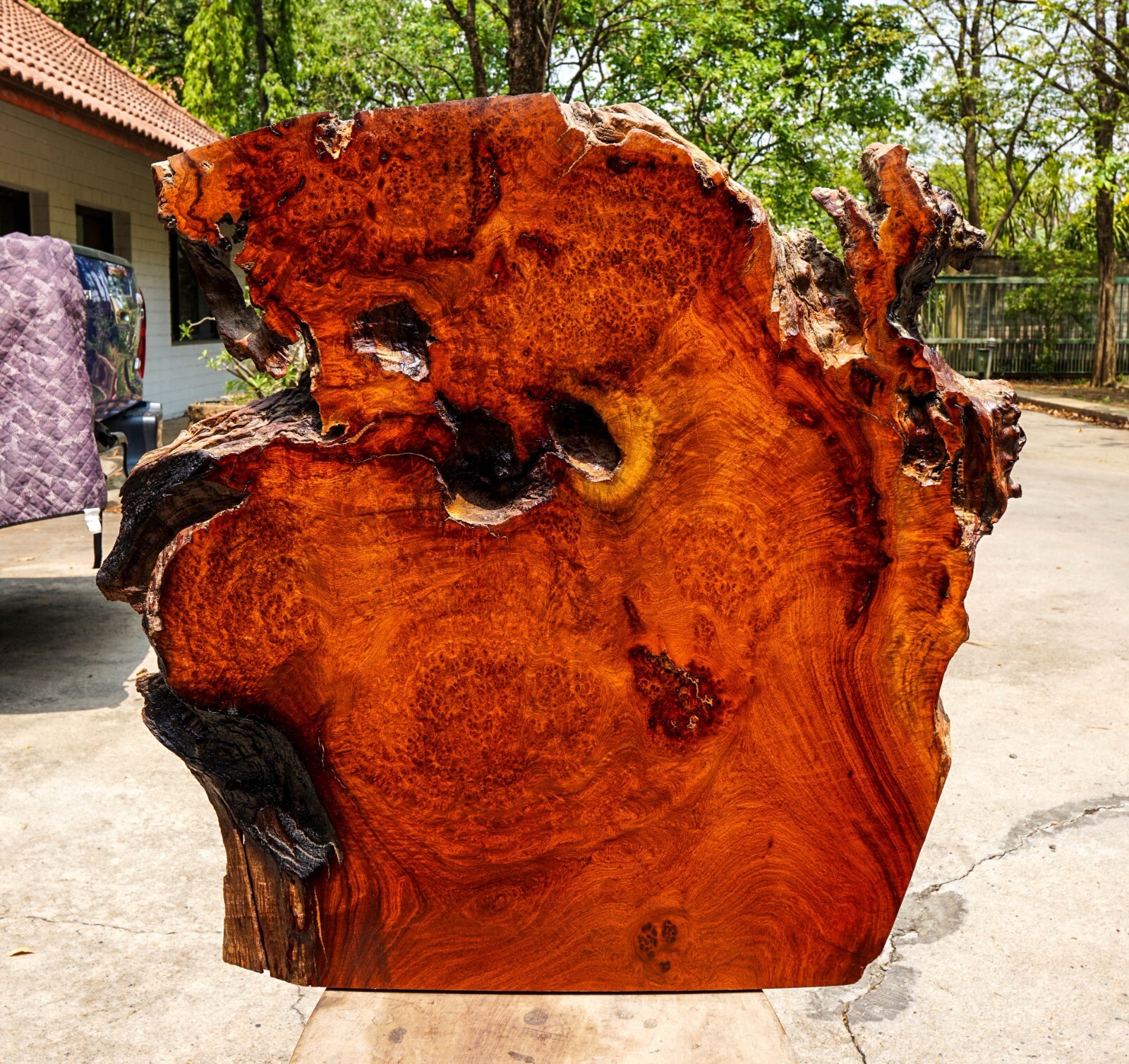 Amboyna burl live edge epoxy wood slab for DIY table top-image