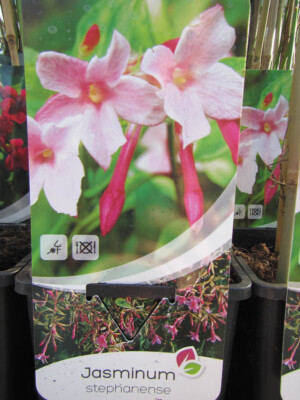 Jasminum stephanense - Rosa Jasmin - Pflanze 30-50cm bis -15C Winterhart |  eBay.de