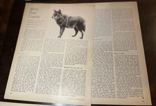 1971 Vintage Article On The Coyote Ad#24715