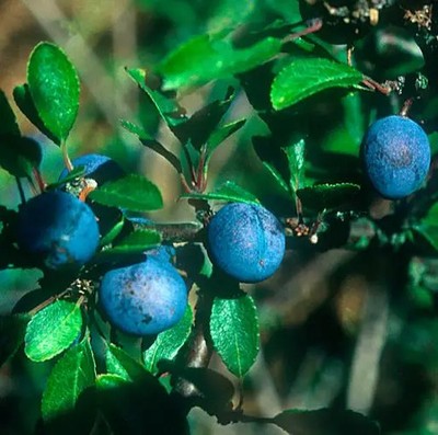 Prunus spinosa Se eds, Sloe Plum, Blackthorn, Wilplum, Wild Cherry, Abrunheiro