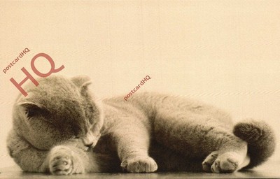 Ansichtskarte_ Katze, schottischer Falz
