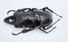 Lucanidae, Odontolabis dalmanni subita, A1, 62 mm, SIBERUT Isl., #LU341