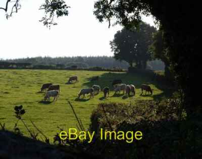 Foto 6x4 Rinder bei Bowden Farm Bennah Die Rinder sind so ziemlich auf th c2007