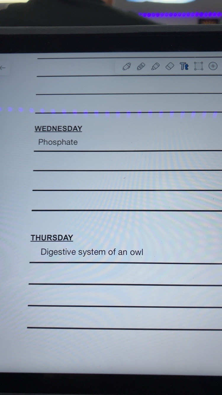 Nike Dunks - image 7