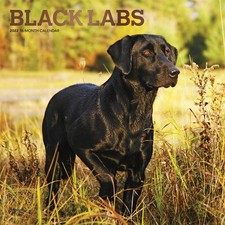 Black Labrador Retriever Calendar 2022 -- Deluxe 2022 Black Labs Wall Calend...