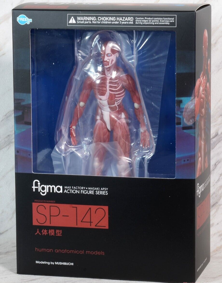 THE TABLE MUSEUM Human Anatomical Model Figma SP-142 Freeing Max