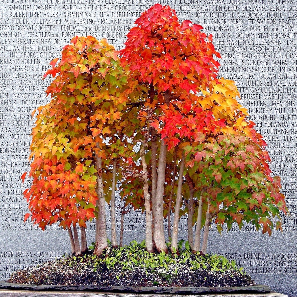 TRIDENT MAPLE TREE SEEDS (Acer buergerianum) Gorgeous Fall Colors Bonsai  Plant | eBay