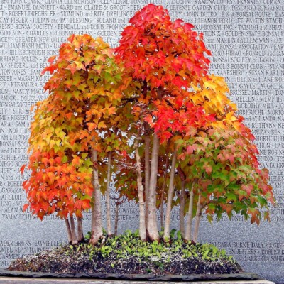 TRIDENT MAPLE TREE SEEDS (Acer buergerianum) Gorgeous Fall Colors Bonsai  Plant