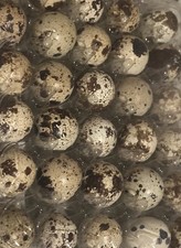 24 HOLLOW Quail Eggs - Hand Blown Eggshells for Crafts  FREE SHIPPING 