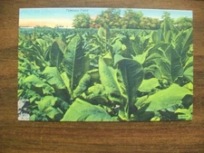 Vintage Postcard - Tobacco In The Field (Unused) - (1085)
