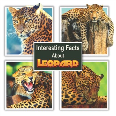 Mahi - Interesting Facts About Leopard - New paperback or softback - X555z