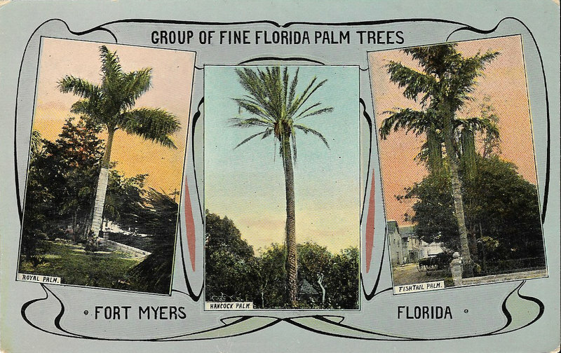 Old Postcard, GROUP OF FINE FLORIDA PALM TREES, Fort Myers, FL 