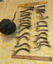 26 Skinny Dried Pumpkin / Acorn Squash Stems 3” to 5 1/2” Tall For Crafts.