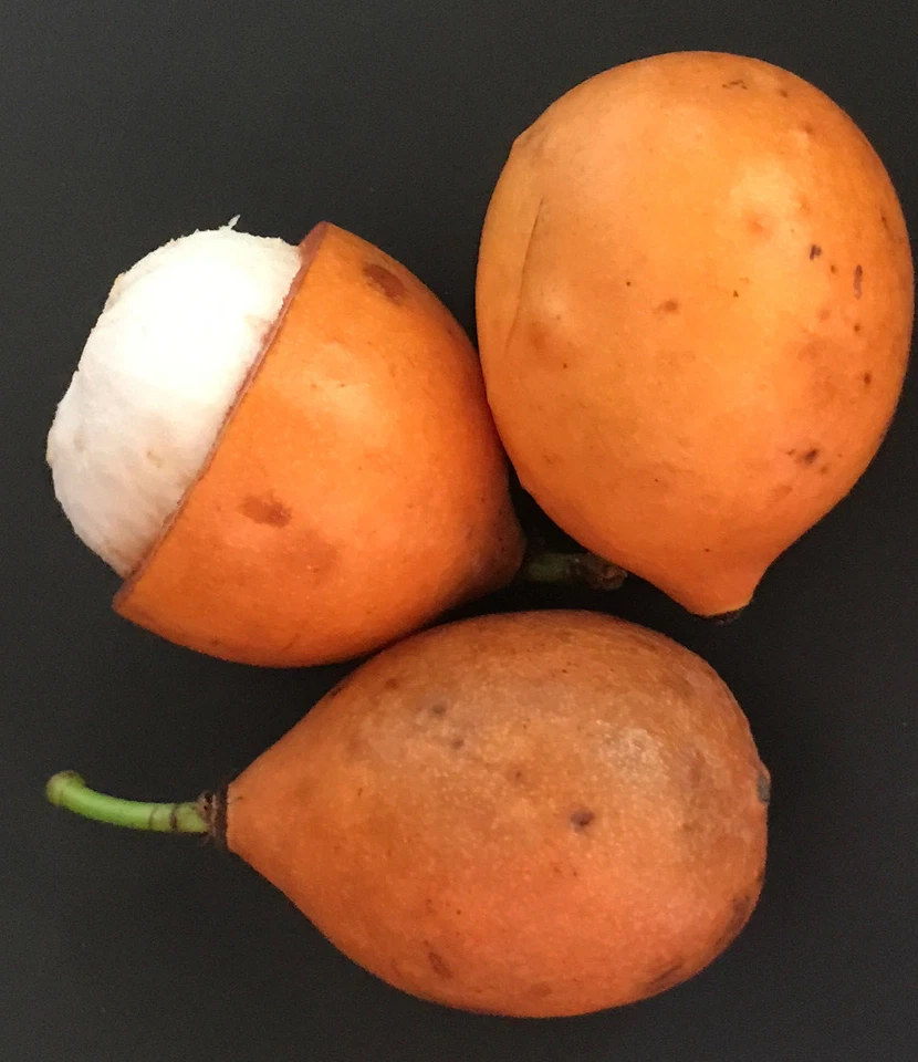 Achachairu Garcinia Humilis Orange Bolivian Mangosteen Tropical Fruit Tree Plant - Image 2 of 4