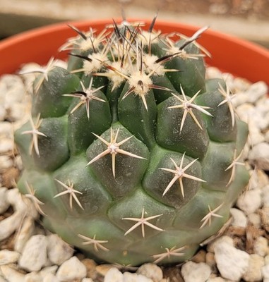 Coryphantha Sulcata "Pineapple Cactus" 1.75" Tall - Bare Root | eBay