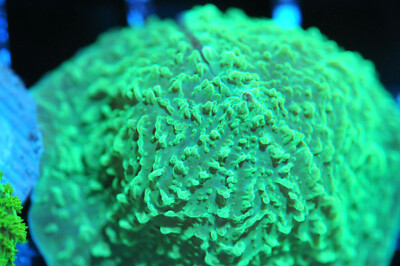 COE WYSIWYG Live Coral Frag ~ Kryptonite Elephant Ear Mushroom Coral LPS SPS