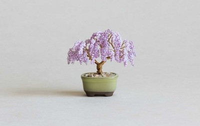 glücksfeder floraself zamioculcas zamiifolia Glücksfeder
