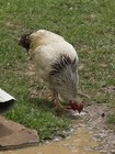 12 BROWN POSSIBLE LARGE FOWL RHODE ISLAND, JERSEY GIANT, COCHIN... — photo 2