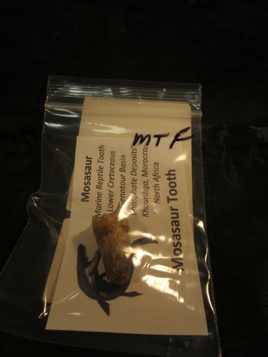 Dinosaur Bone Mosasaur Tooth Morocco, North Africa With Display Card MT F - Picture 9 of 9