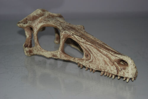 EX großer Dinosaurier Schädel 30x10x12 cm geeignet für Vivarien & Aquarien Schlangen - Bild 6 von 7