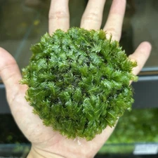 Fissiden Phoenix Moss Dome - FREE SHIPPING