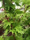 New ListingJapanese Maple Sango Kaku Coral Bark