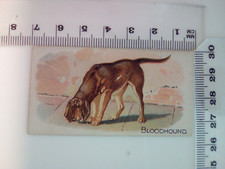 allen and ginters quadrupeds bloodhound cigerette card