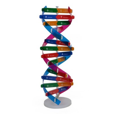 Participatory Heredity Education Model Permanent Paper DNA Structure For School
