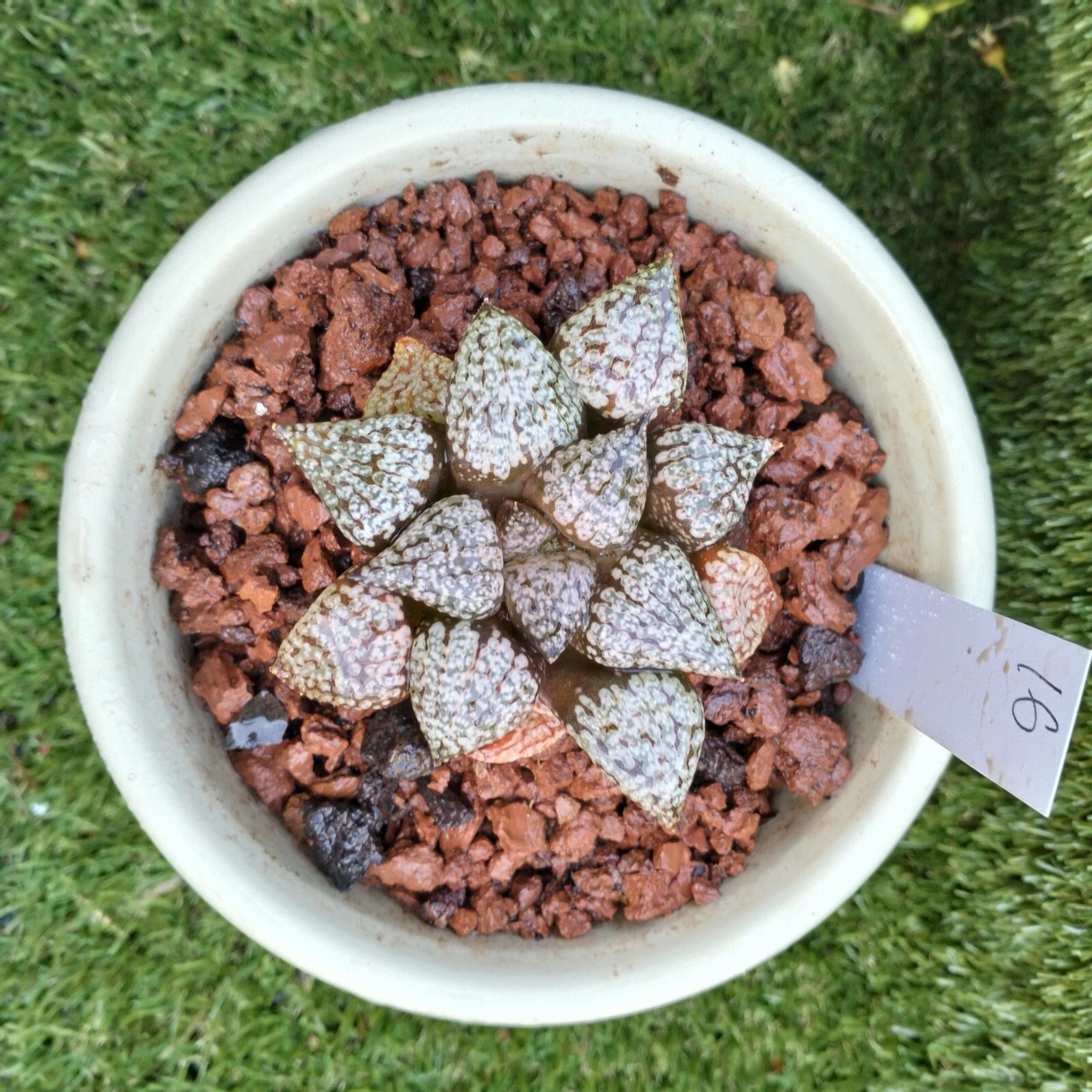 haworthia plant 16, about 8cm Succulent
Opens in a new window or tab