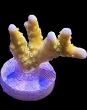 Live Coral Anacropora Plasma Blast 3/4