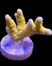 Live Coral Anacropora Plasma Blast 3/4”+