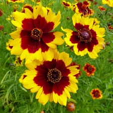 Plains Coreopsis Seeds | Non-GMO | Free Shipping | Seed Store | 1271