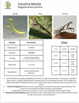 Live Carolina Mantis nymph (L3-L4) Food, Water Bottle And Care Guide Included