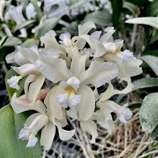 Cattleya amethystoglossa Alba White Species Orchid Eros Rare Division 4.5" Pot