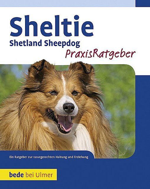 Thumbnail - Sheltie Charlotte Schwartz