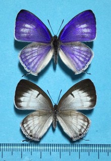 Ravenna nivea nivea Male&female Nanto Co. Taiwan