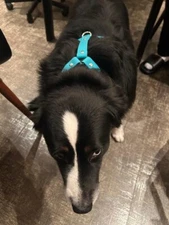 Heavy-Duty Blue Dog Harness & Collar Set for Medium to Large Dogs Adjustable NEW