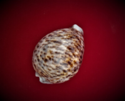 Cypraea Tigris