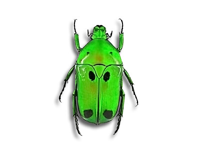 REAL SUPER GREEN Heterorrhina sexmaculata Flower Beetle Insect Unmounted USA