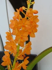 V. Ladda Gold Bloom size 3" basket RARE IMPORT NICE PLANT