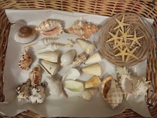 Lotto 22 conchiglie shell assortite misure 5-15 cm +stelle marine collezione