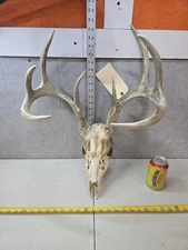 Wild 9pt 136-6"  Whitetail Deer Skull European Decor Man Cave Taxidermy Buck