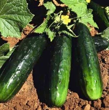 Spacemaster 80 Cucumber Seeds
