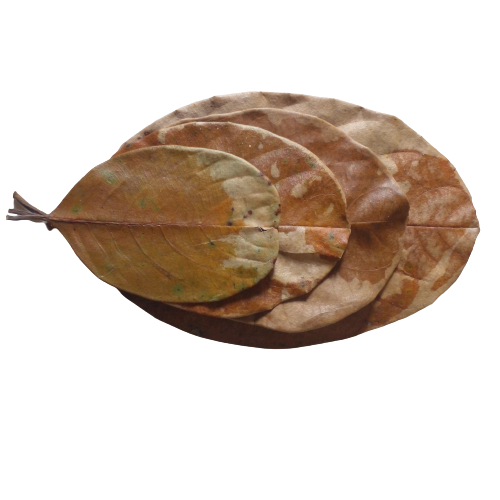Dried Leaves Organic Aquarium Natural Shrimp Jack Fruit Ceylon Fish 20pcs Bio Ja - 第 1/10 張圖片