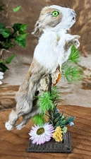 Baby Dancing Rabbit stand display Taxidermy Oddities Curiosities decor gift
