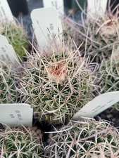 Mammillaria mystax (cactus - succulent - plant)