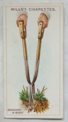 1923 Wills Gartenarbeit Hinweise Nr. 10 Teilung einer Wurzel
