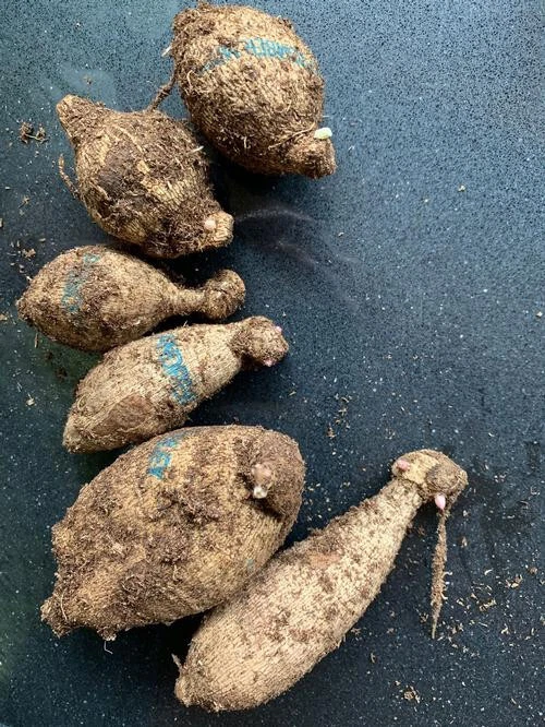 1-丽贝卡世界仙人掌大丽花灯泡管 — 第 2/2 张图片