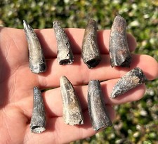 Suchomimus Dinosaur Teeth LOT OF 8 Fossils from Niger Spinosaurus Relative