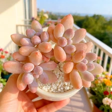 Pachyphytum Baby Finger Rare Succulent Plant, Bare Root Easy Care Live